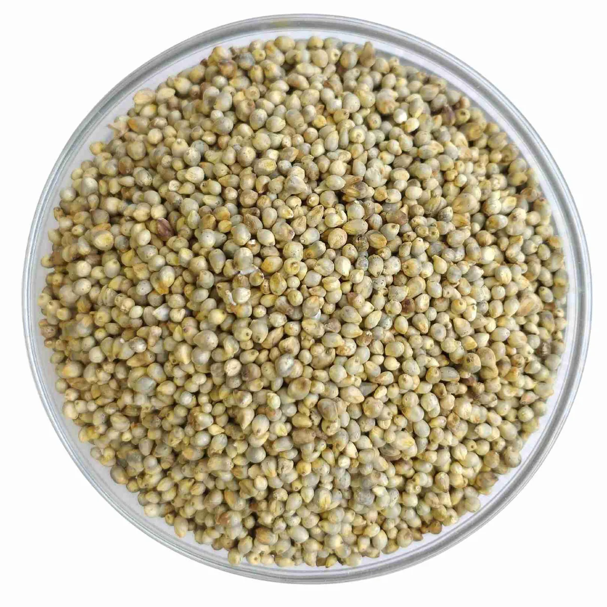 Triveni Groceries Bajra ( Pearl Millet)