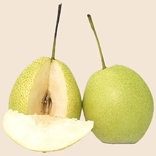 Nashpati Pear Nakh